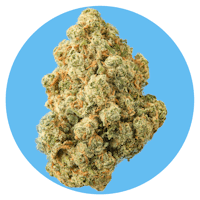 a marijuana flower on a blue background