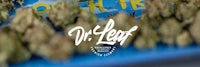 dr leaf - dr leaf dr leaf dr leaf dr leaf dr leaf dr leaf